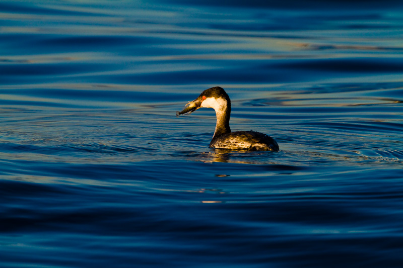 Horned Grebe Eating Fish